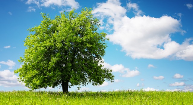 nuovo-albero-per-ogni-bimbo-nato.-Così-si-contrasta-il-consumo-di-suolo-in-nome-di-salute-e-benessere1-640x349