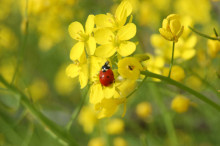 fotografia coccinella