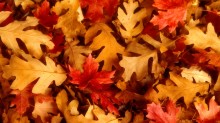 quercia_foglie_autunno